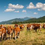 Do pasto ao império, João Eustáquio De Almeida Junior revela como a diversificação estratégica em terras e negócios impulsiona a construção de grandes empreendimentos.