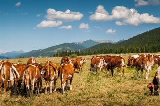 Do pasto ao império, João Eustáquio De Almeida Junior revela como a diversificação estratégica em terras e negócios impulsiona a construção de grandes empreendimentos.