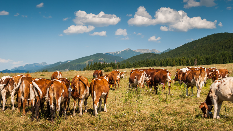 Do pasto ao império, João Eustáquio De Almeida Junior revela como a diversificação estratégica em terras e negócios impulsiona a construção de grandes empreendimentos.