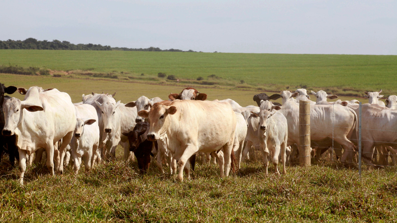 Da força do campo à expansão empresarial, João Eustáquio De Almeida Junior explica como a diversificação em terras e negócios transforma visão estratégica em império.